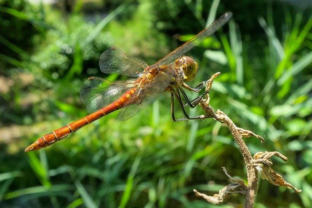 Téléchargement gratuit Darter Sympetrum Dragonfly Red - photo ou image gratuite à modifier avec l'éditeur d'images en ligne GIMP