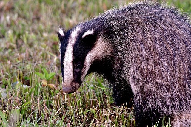 Téléchargement gratuit de Das Wild Mammal - photo ou image gratuite à éditer avec l'éditeur d'images en ligne GIMP