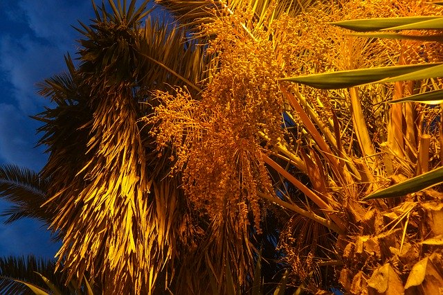 Free download Date Palm Dates Plant -  free photo or picture to be edited with GIMP online image editor