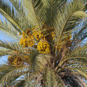 Date palm Tree  screen for extension Chrome web store in OffiDocs Chromium