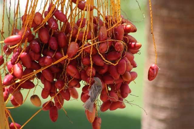 Download gratuito Dates Palm Fruits Date - foto o immagine gratuita da modificare con l'editor di immagini online GIMP