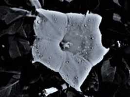 Free download DATURA Innoxia Moonflower Toloache Devils Trumpet Ddi 6sks C 516455a Da 70 4ae 8 96de A 6b 6f 7cc 295f free photo or picture to be edited with GIMP online image editor