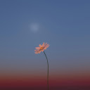 Dawn Flower  screen for extension Chrome web store in OffiDocs Chromium