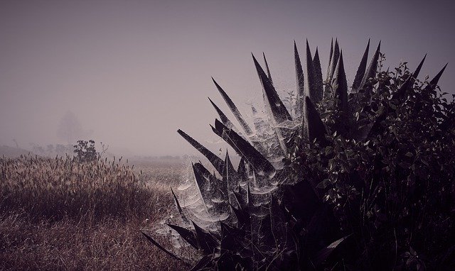 Скачать бесплатно Dawn Fog Spider Webs - бесплатное фото или изображение для редактирования с помощью онлайн-редактора GIMP