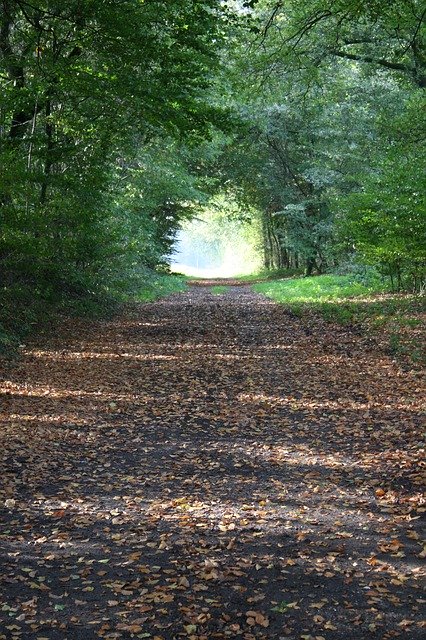 Bezpłatne pobieranie Dawn Forest Autumn - bezpłatne zdjęcie lub obraz do edycji za pomocą internetowego edytora obrazów GIMP