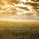 Dawn in the fields  screen for extension Chrome web store in OffiDocs Chromium Dawn in the fields  screen for extension Chrome web store in OffiDocs Chromium