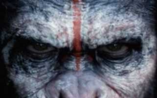 Free download Dawn Of The Planet Of The Apes 1680 X 1050 Widescreen free photo or picture to be edited with GIMP online image editor