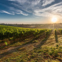 Dawn on the grape farm  screen for extension Chrome web store in OffiDocs Chromium