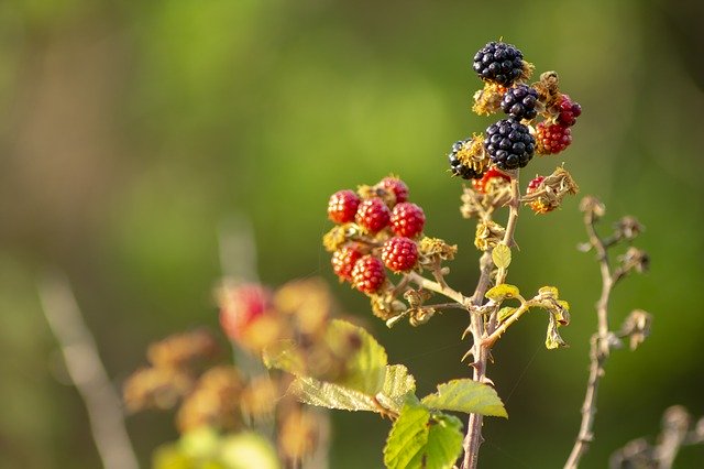 Free download Dawn Rocio Blackberries -  free photo or picture to be edited with GIMP online image editor