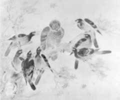 Free download Daws Attacking Hawk-Owl free photo or picture to be edited with GIMP online image editor