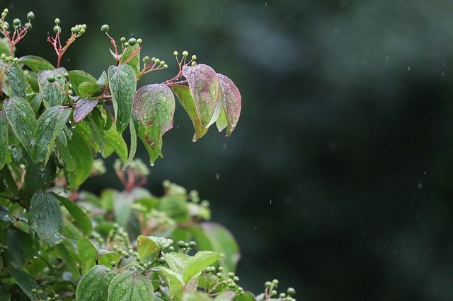 Bezpłatne pobieranie Day Cloud Green - bezpłatne zdjęcie lub obraz do edycji za pomocą internetowego edytora obrazów GIMP