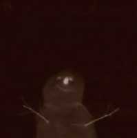 Free download Day Dream Smile free photo or picture to be edited with GIMP online image editor