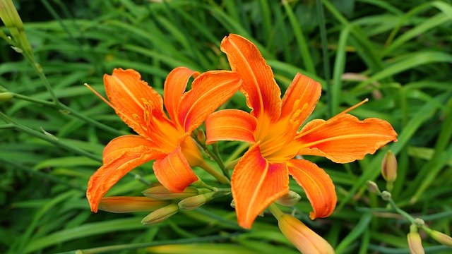 ดาวน์โหลดฟรี Day Lilies Flowers Summer - รูปภาพหรือรูปภาพที่จะแก้ไขด้วยโปรแกรมแก้ไขรูปภาพออนไลน์ GIMP ได้ฟรี