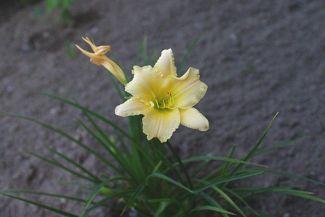 Free download Daylilies Flower Summer -  free photo or picture to be edited with GIMP online image editor
