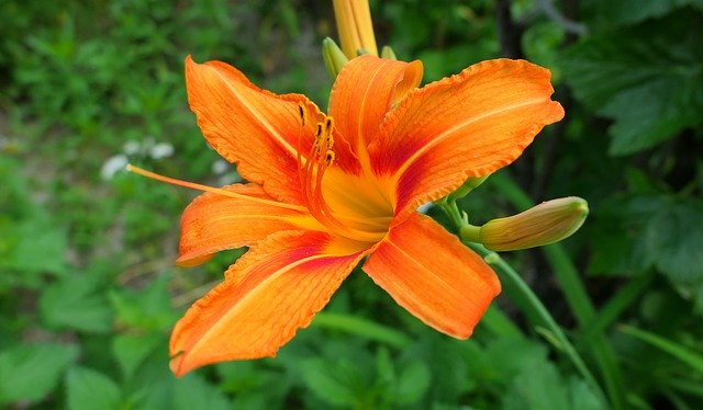 Gratis download Daylilies Lily Flower - gratis foto of afbeelding om te bewerken met GIMP online afbeeldingseditor