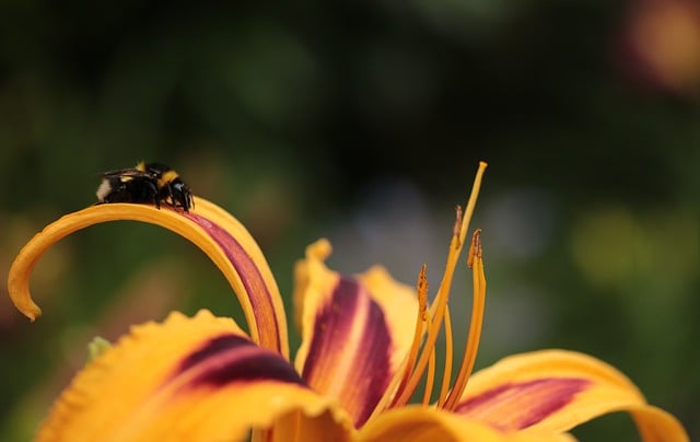 免费下载黄花菜、大黄蜂、昆虫花免费图片，使用 GIMP 免费在线图像编辑器进行编辑