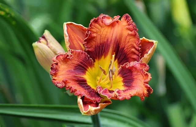 Free download day lily flower bloom flora spring free picture to be edited with GIMP free online image editor
