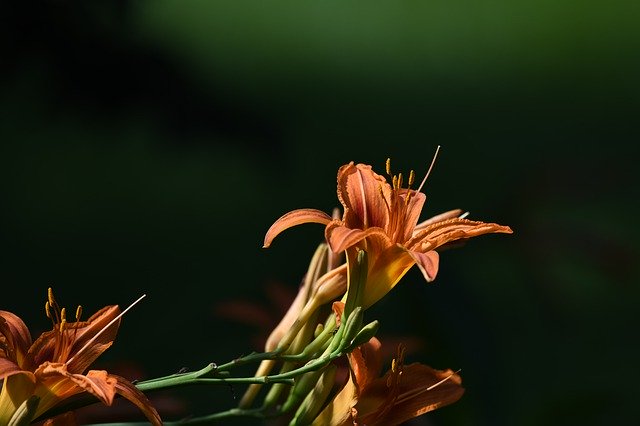 Kostenloser Download Daylily Flower Blossom - kostenloses Foto oder Bild zur Bearbeitung mit GIMP Online-Bildbearbeitung