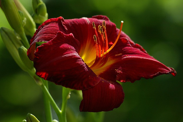 Free download daylily flower blossom nature free picture to be edited with GIMP free online image editor
