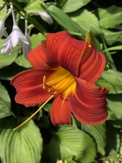 Gratis download Daylily Flower Hemerocallis - gratis foto of afbeelding om te bewerken met GIMP online afbeeldingseditor