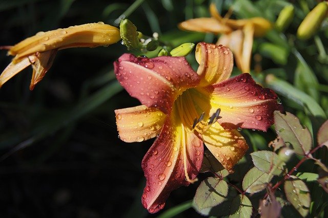 Kostenloser Download Daylily Flower Orange - kostenloses Foto oder Bild zur Bearbeitung mit GIMP Online-Bildbearbeitung