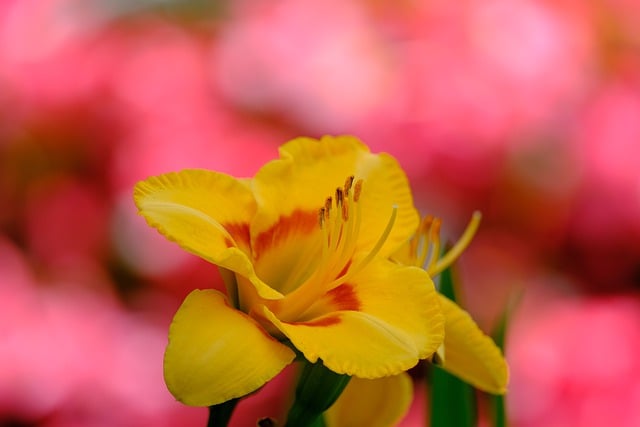 Free download daylily flower plant day lily free picture to be edited with GIMP free online image editor