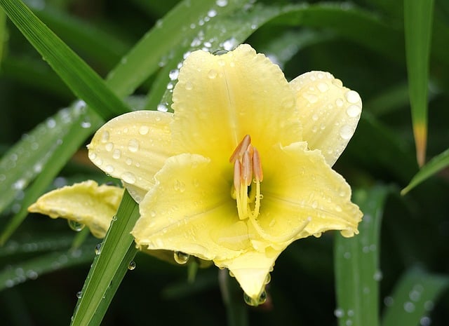 Free download day lily garden summer droplets free picture to be edited with GIMP free online image editor