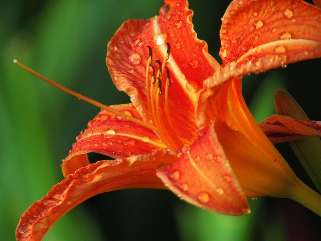 Unduh gratis Daylily Lily Day - foto atau gambar gratis untuk diedit dengan editor gambar online GIMP