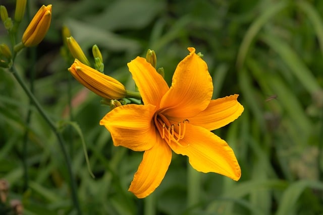 Free download daylily lily flora flower close up free picture to be edited with GIMP free online image editor