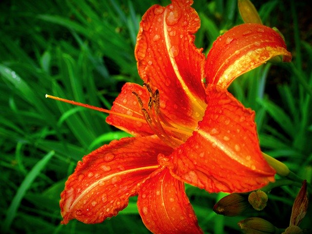 Template Photo Daylily Lily Flower -  for OffiDocs