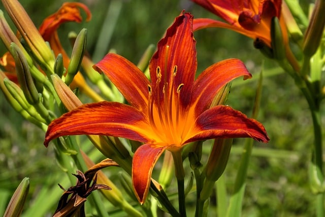 Free download daylily lily nature flora blossom free picture to be edited with GIMP free online image editor