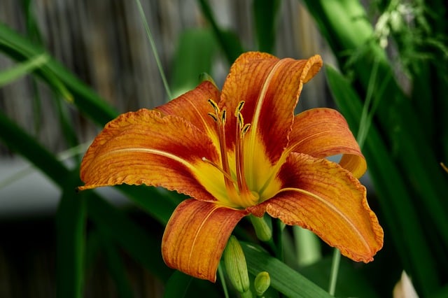 Free download daylily nature bloom flower free picture to be edited with GIMP free online image editor