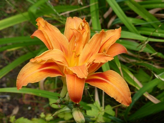 Free download Daylily Orange Blossom -  free photo or picture to be edited with GIMP online image editor