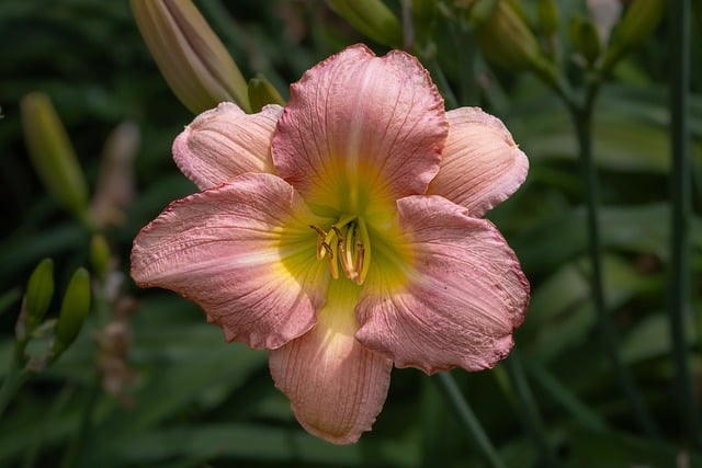 Free download daylily orange day lily lily flora free picture to be edited with GIMP free online image editor