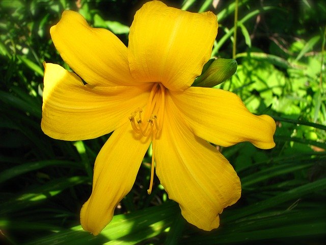 Template Photo Daylily Yellow Flower -  for OffiDocs