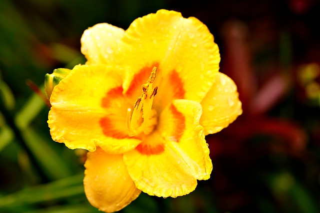 Free download daylily yellow flower flower garden free picture to be edited with GIMP free online image editor