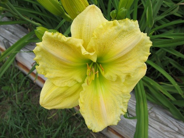 Free download Daylily Yellow Plant -  free photo or picture to be edited with GIMP online image editor