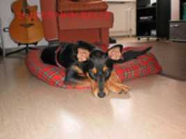 Free download Dazetown Belle EP Album Cover free photo or picture to be edited with GIMP online image editor