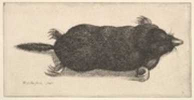 Free download Dead Mole free photo or picture to be edited with GIMP online image editor
