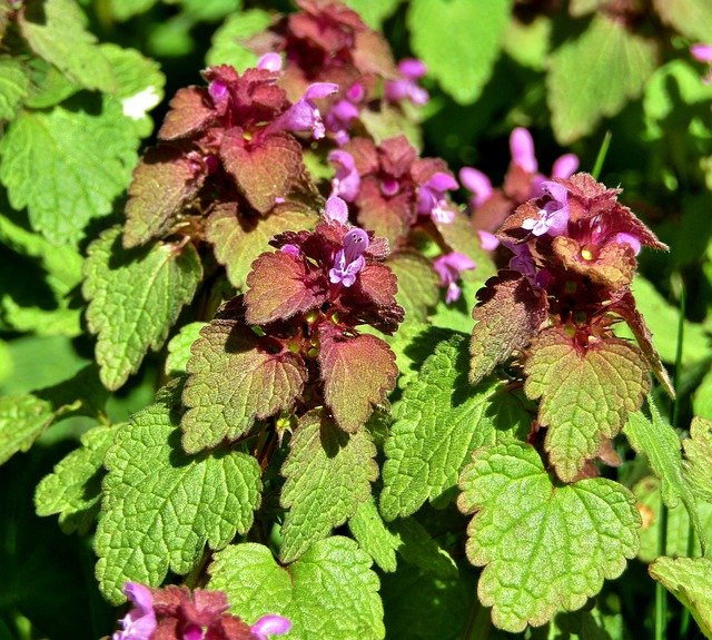 Free download Dead Nettle Weed Meadow Purple -  free photo or picture to be edited with GIMP online image editor