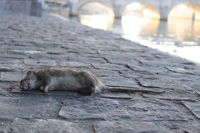 Free download Dead Rat Rats Rodents Animals -  free photo or picture to be edited with GIMP online image editor