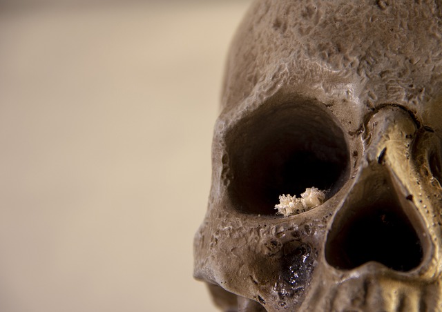 Free download dead skull spooky flower free picture to be edited with GIMP free online image editor