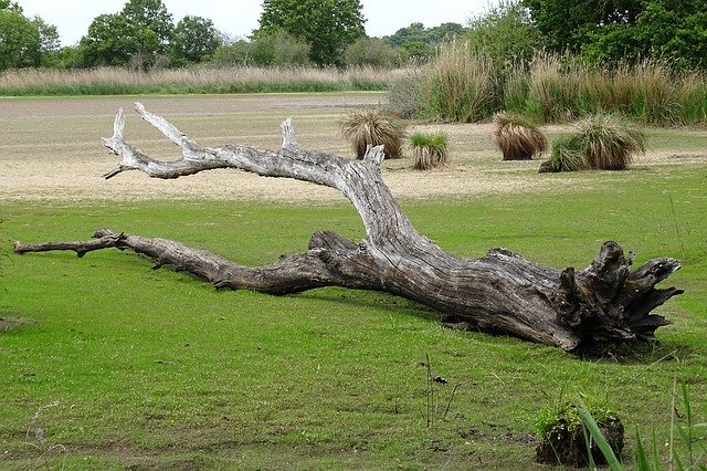 Unduh gratis Dead Tree Dry Pond - foto atau gambar gratis untuk diedit dengan editor gambar online GIMP