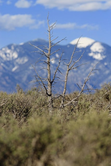 Free download dead tree nature mountains free picture to be edited with GIMP free online image editor