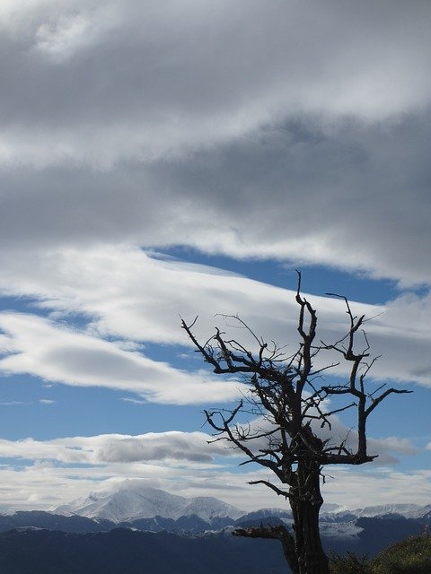 Free download Dead Tree Pyrénées -  free photo or picture to be edited with GIMP online image editor