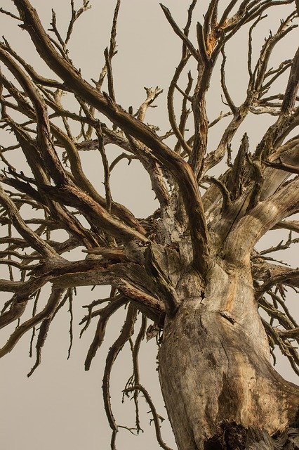 Free download Dead Tree Texture -  free photo or picture to be edited with GIMP online image editor
