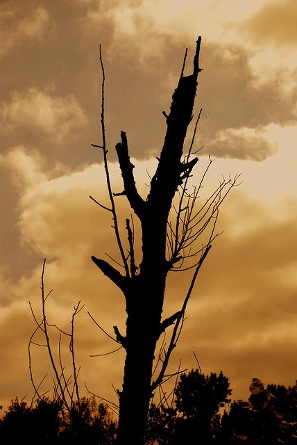 Free download Dead Tree Twilight Nature -  free photo or picture to be edited with GIMP online image editor