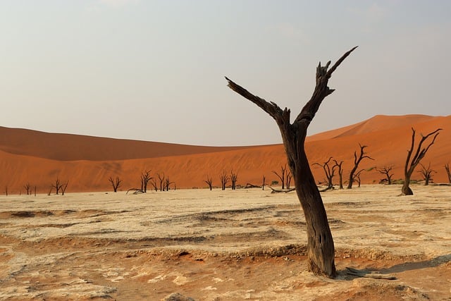 Free download deadvlei dead trees namib desert free picture to be edited with GIMP free online image editor