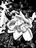 Free download Decadencia eterna. free photo or picture to be edited with GIMP online image editor