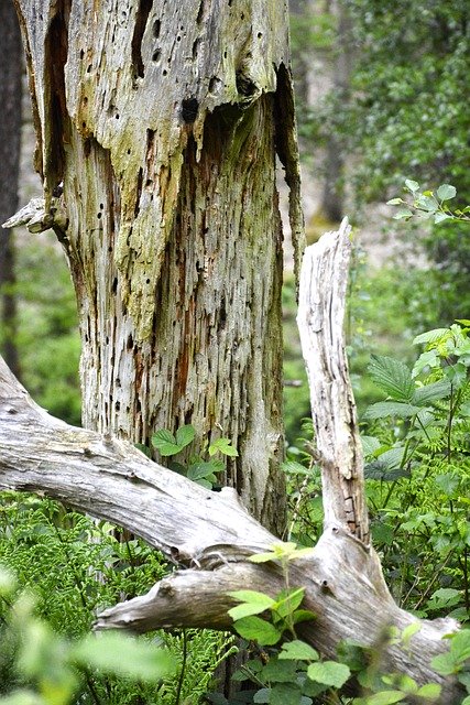 Téléchargement gratuit Decay Wood Rotting - photo ou image gratuite à éditer avec l'éditeur d'images en ligne GIMP